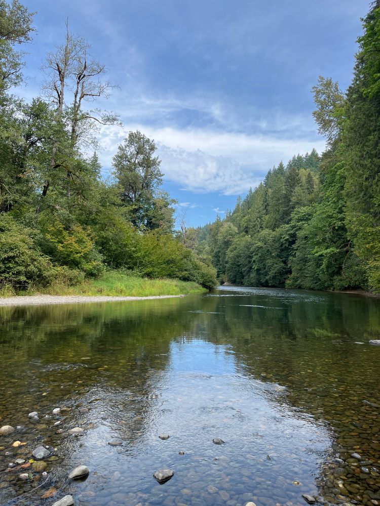 View of the Green River on a break before the river trail in Flaming Geyser State Park.
A bend in the river surrounded by green trees on both sides, with a patch of grass on the far shore to the left and rocks poking out of the shallow parts near the shore.
The trees and blue sky are reflected on the slightly rippling water.