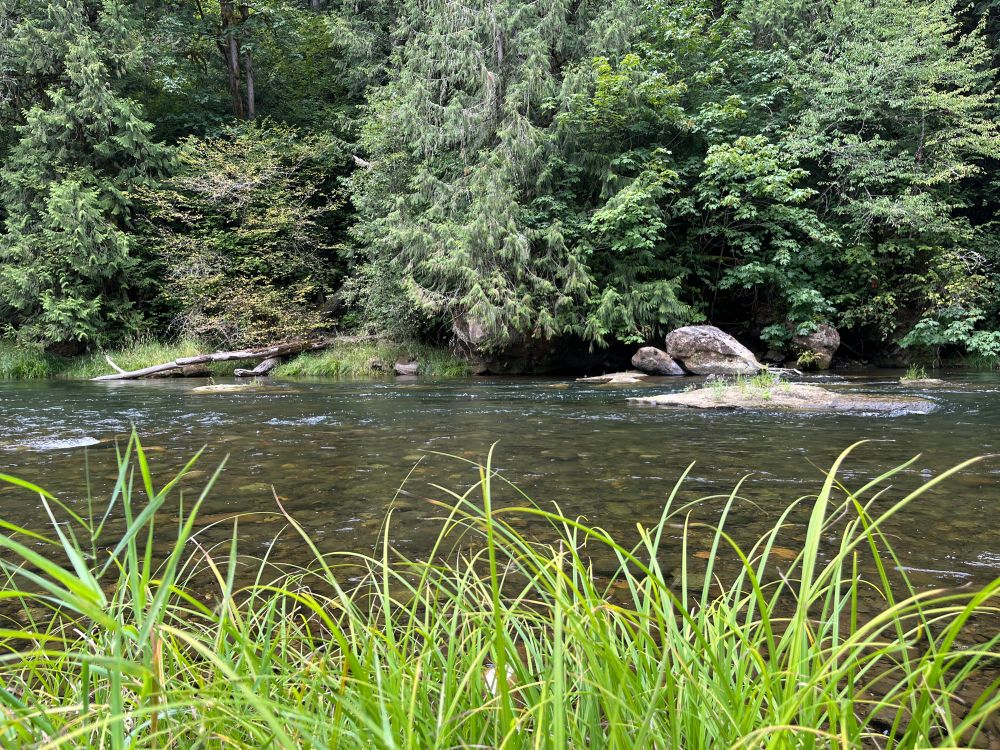 A tranquil flowing river scene with bright green blades of sedge in the foreground and a tree-covered opposite shore with logs and boulders. a large flat rock in the middle of the water has plants growing on it.