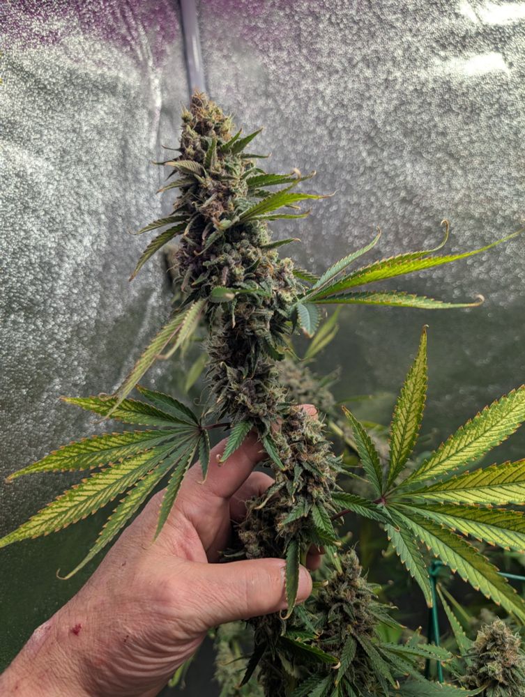 Godfather OG kola, big and sticky!