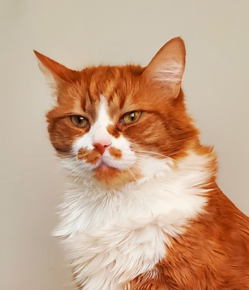 an orange and white cat looks proud; presidential