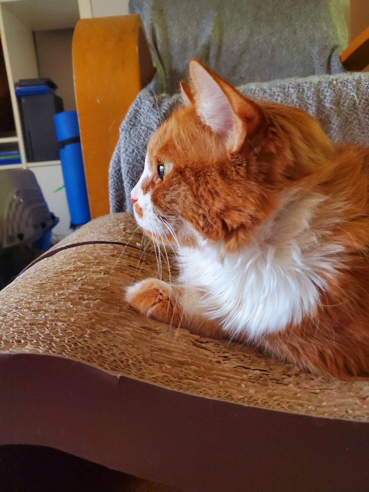an orange and white cat is staring straight ahead in shock. he is on a cardboard scratching post thing.