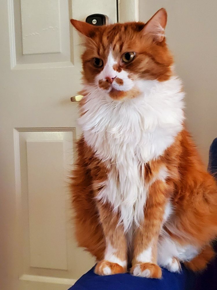 An orange and white cat sits impatiently. Making you earn his love
