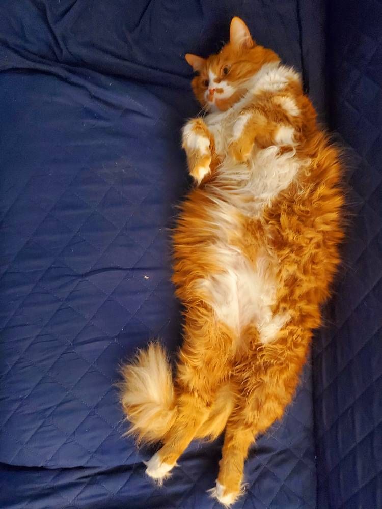 an orange and white cat is extended fully. while it is difficult to identify scale in this photo, he is in fact 19 feet long. 