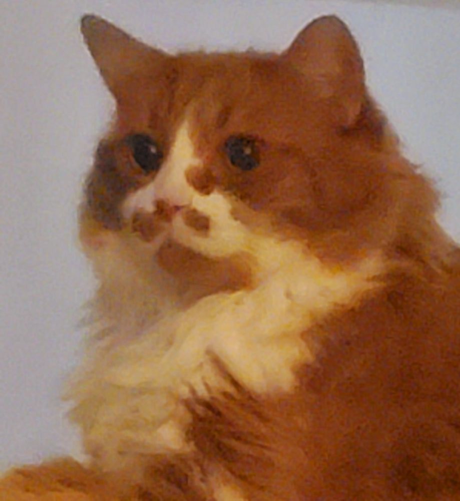 A large orange and white cat looks silly but proud, like that little guy who sat on jabba the hut