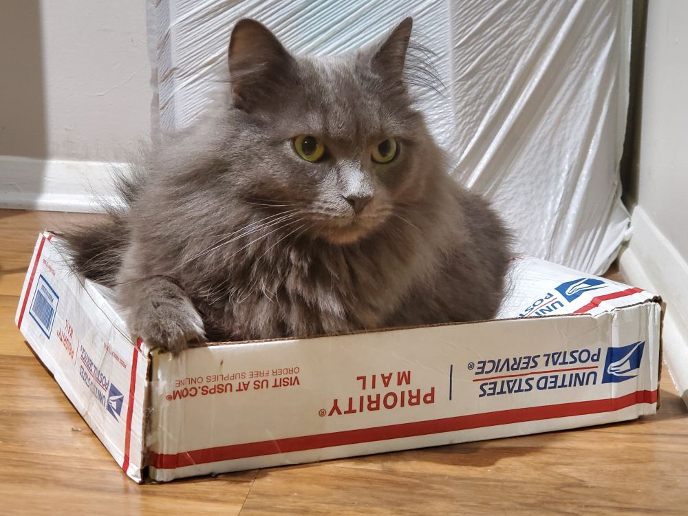 A gray cat is on a priority mail box