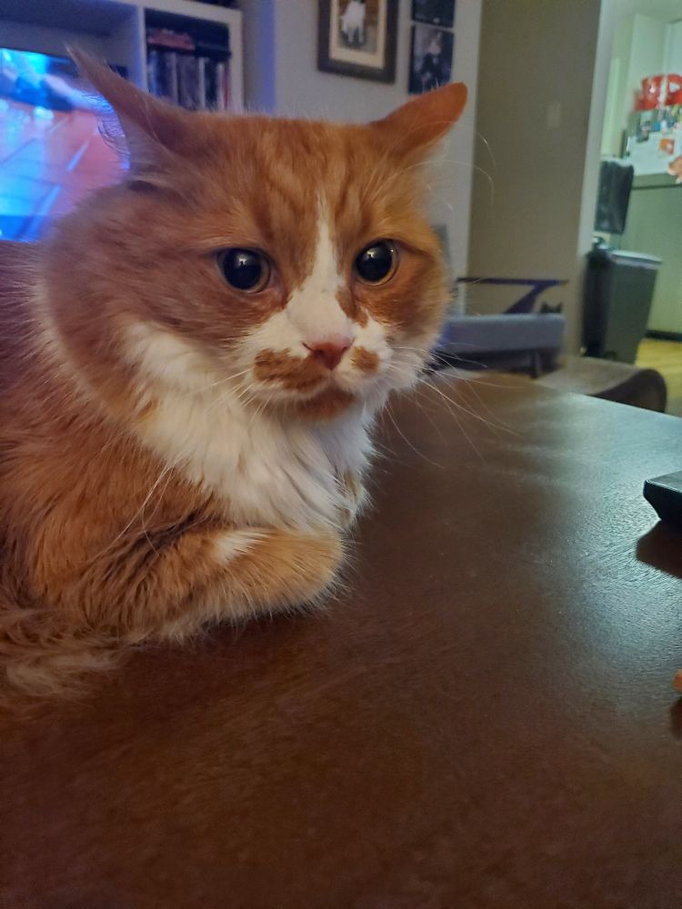 An orange and white cat appears horrified 