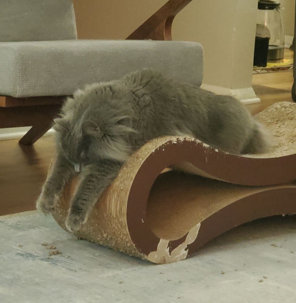 A gray cat is slumped over a scratching post, looking like a broken robot