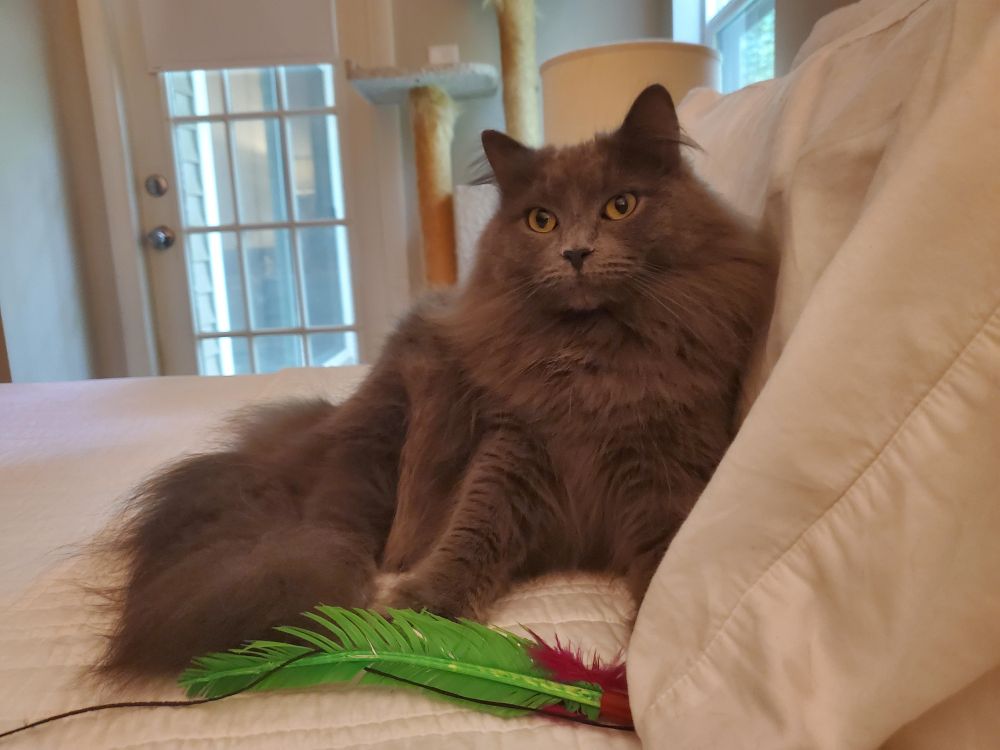 a gray cat with so so much fur rests behind a green feather on a white comforter against white pillows. her expression is angelic. 