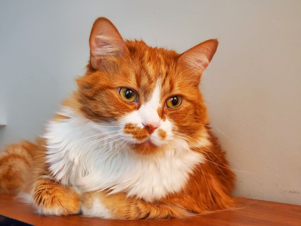 An orange and white cat looks both angelic and matter of fact, like celine dion in the "because you loved me" video