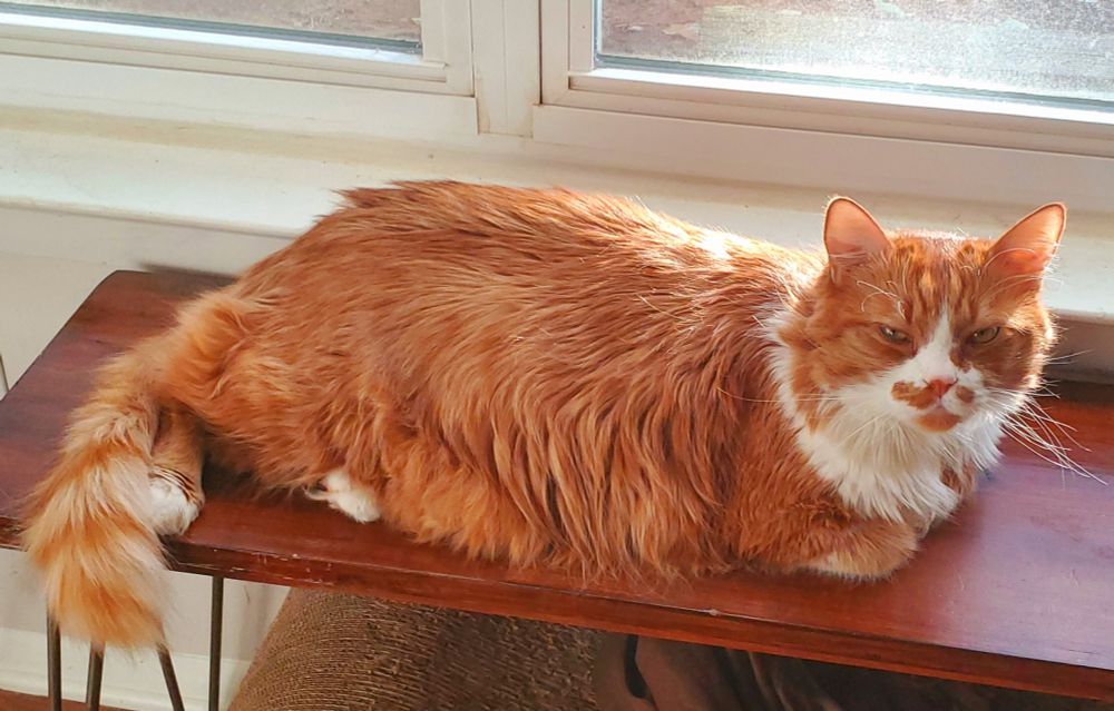 a very large orange and white cat is eyeing the camera suspicously. he is very intimidating. please help me