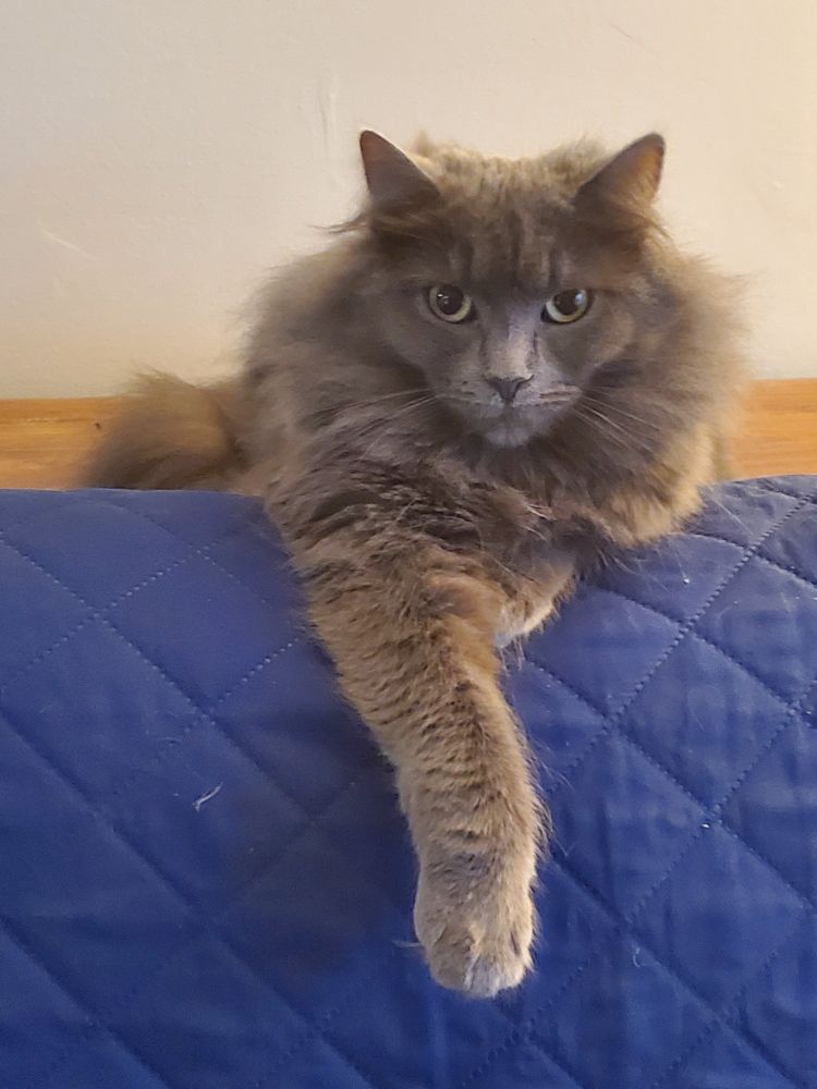 A gray cat is laying on a table with her legs crossed. she is sophisticated maybe.