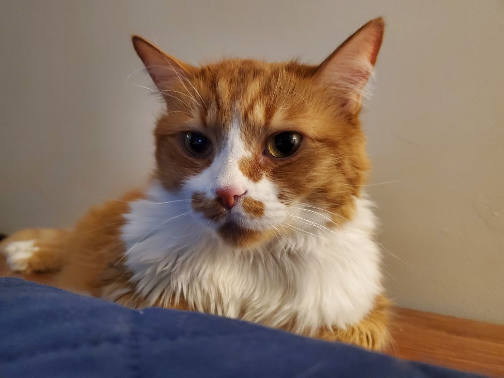 An orange and white cat looks alert and kind of mischievous 