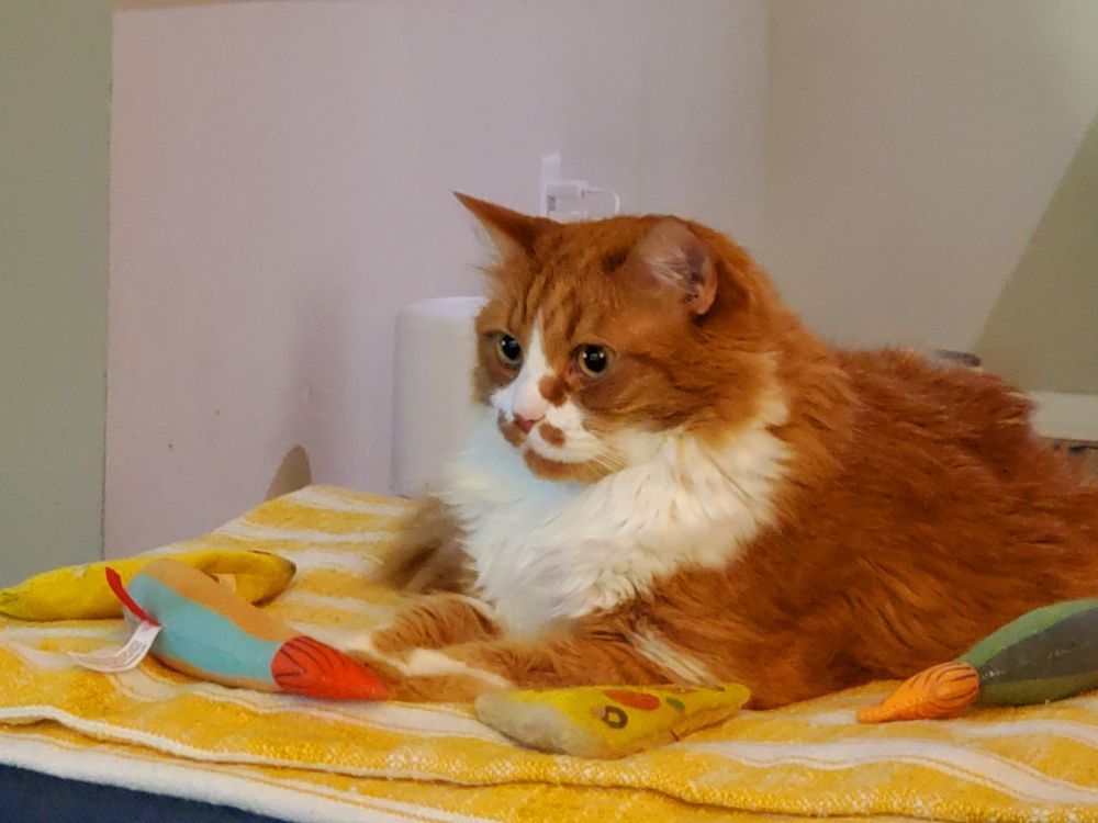 an orange and white cat is surrounded by cat toys he doesn't want right now