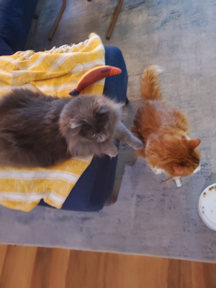 A gray cat has her paw on an orange cat's shoulder
