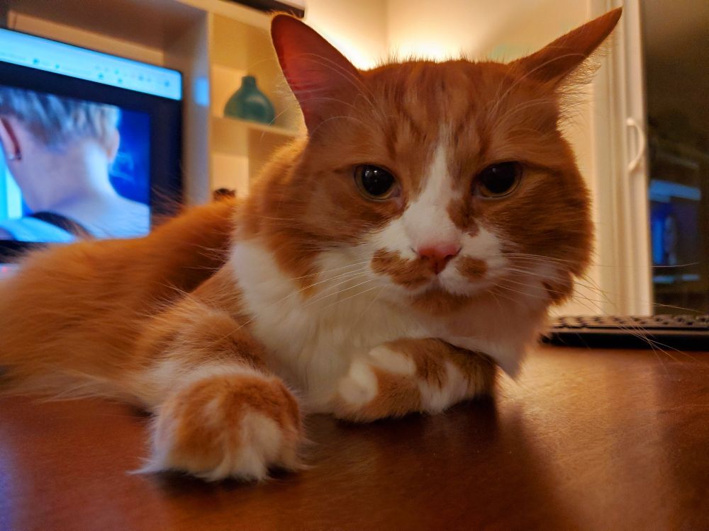 An orange and white cat is looking respectfully 
