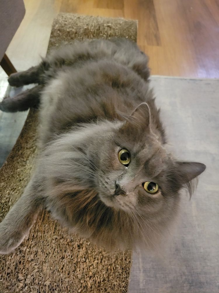 a gray cat looks deep into your eyes, seeming to question why you have lied to her and for what gain