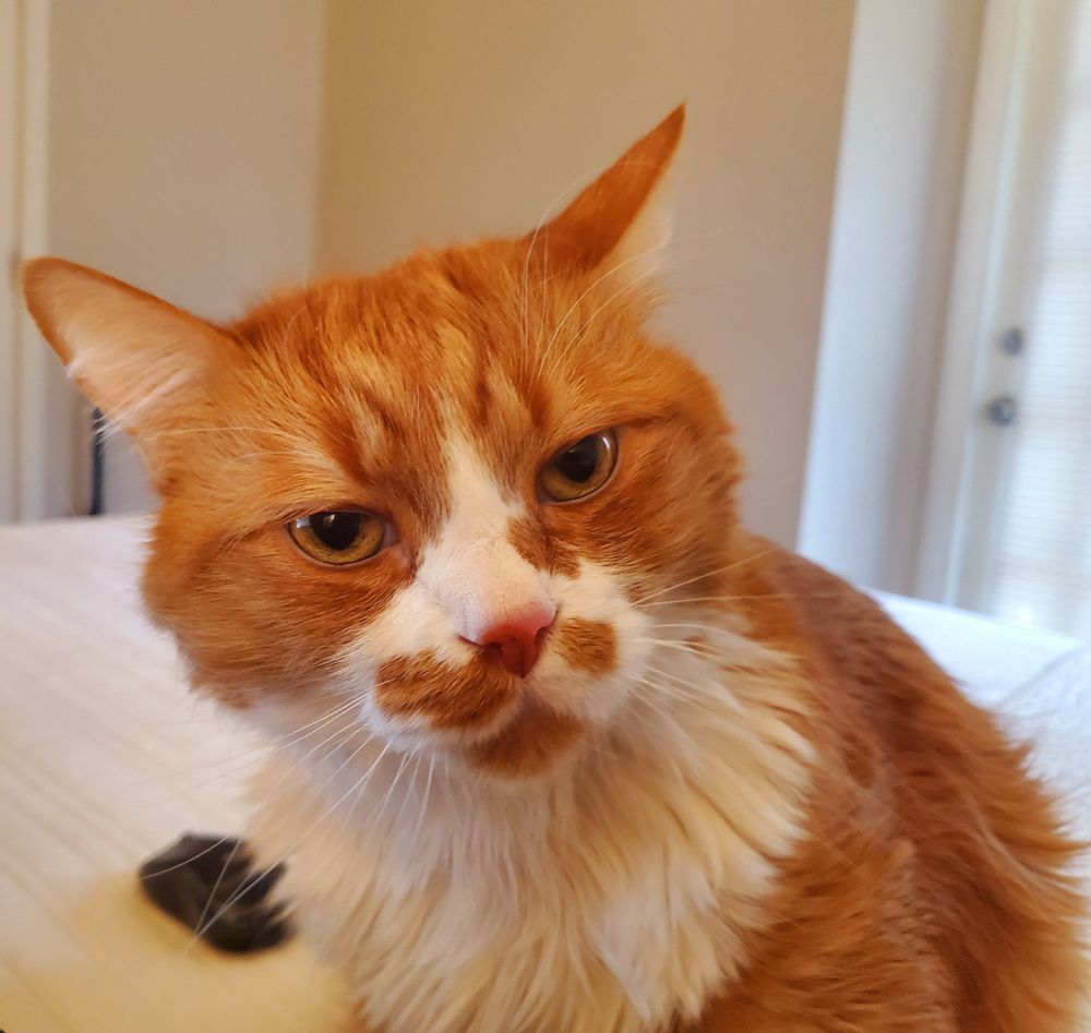 An orange and white cat appears annoyed. As if people are asking him questions at 3:30 pm on december 20.