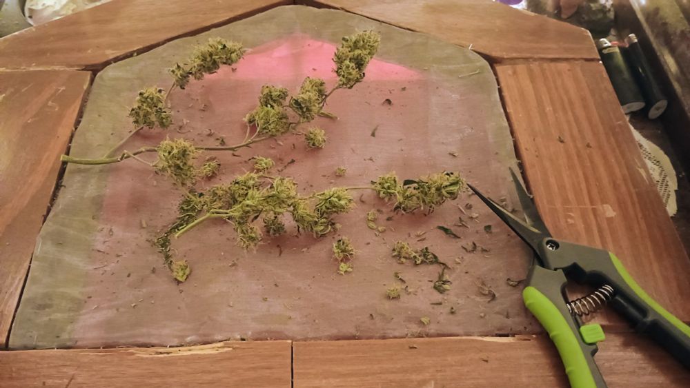 Dried cannabis plant on a homemade keef screen. Also a pair of green trimmers.