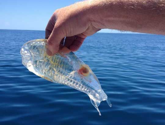 A person holding a salp over the ocean. The salp is a transparent, gelatinous creature somewhat larger than the person's hand, with ridges on the inside, an opaque orange spot inside its body, and two small tails coming off the rear. 