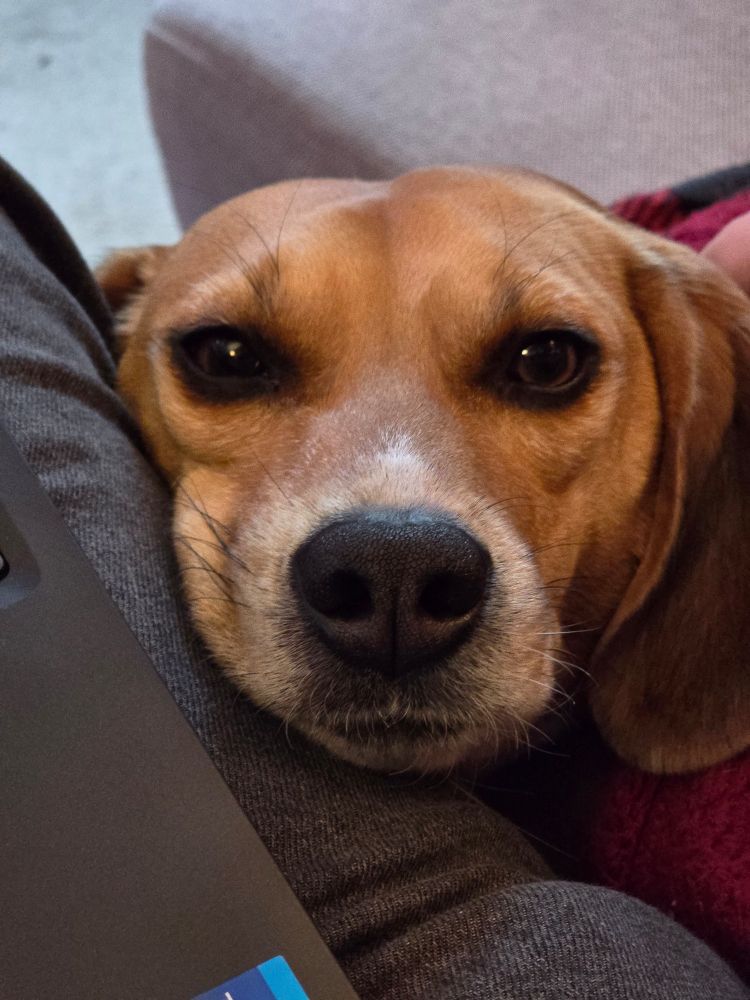 Jasper the beagle staring at the camera, nestled between a thigh and warm blankets. Life is good for dogs.
