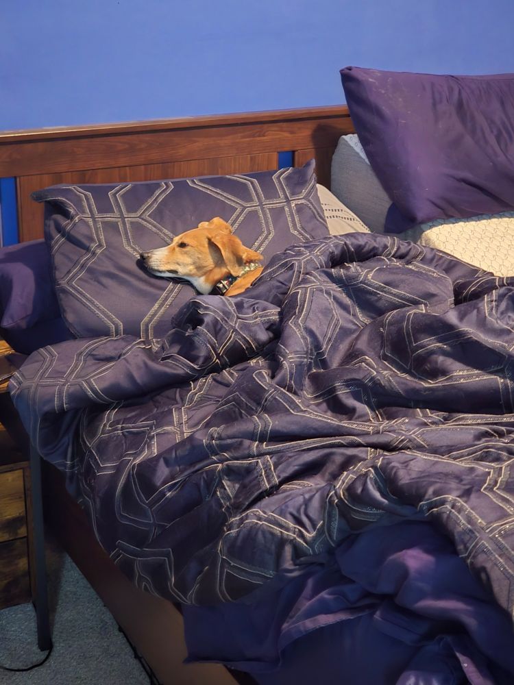 A beagle-italian greyhound mix napping in a queen size bed. Tucked in like a person, with his head on the pillow.