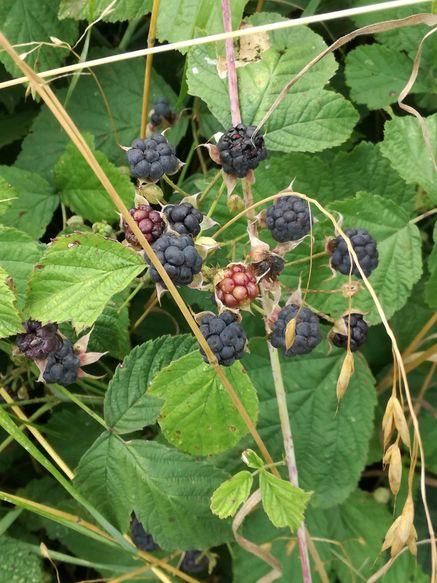 Ein Brombeerstrauch mit einigen schon reifen dunklen Beeren