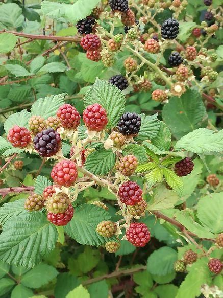 Ein anderer Brombeerstrauch, an dessen Zweigen Früchte in allen Reifestadien und Farben (rot, gelblich, schwarz) hängen, mit vielen grünen Blättern im Hintergrund