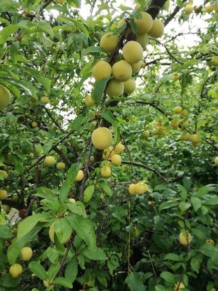 Zweig eines Baums / Strauches mit vielen gelben, runden Früchten und grünen Blättern