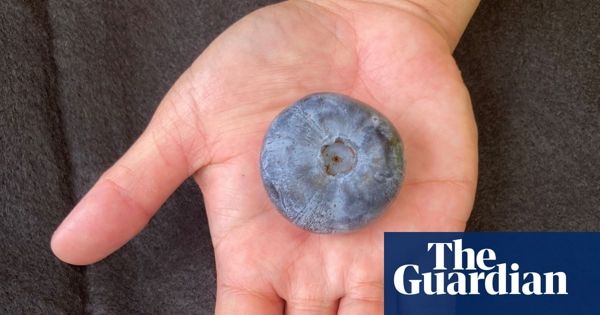 Blueberry grown in NSW breaks Guinness World Record as world’s heaviest