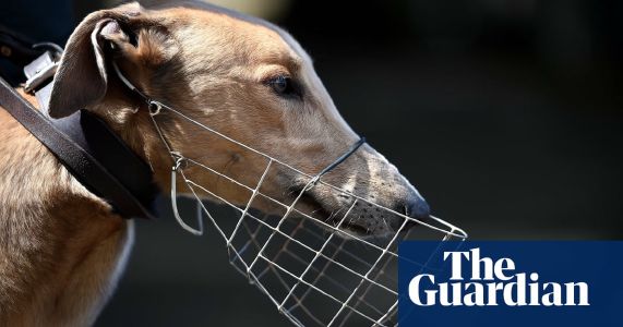 Accidental vet email further evidence of euthanasia of healthy greyhounds in Victoria