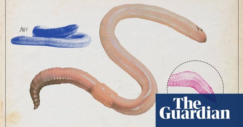 Earthworm crowned UK invertebrate of the year by Guardian readers