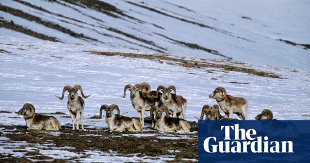 US man, 81, sentenced to six months for creating giant hybrid sheep for hunting