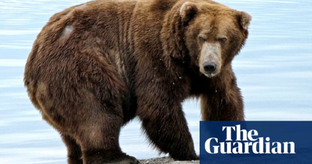 Alaska’s Fat Bear Week begins late after contestant killed by another bear