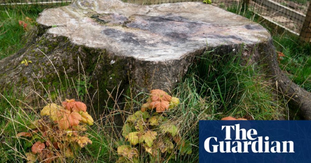 ‘Trees of hope’: Sycamore Gap tree saplings to be planted around UK