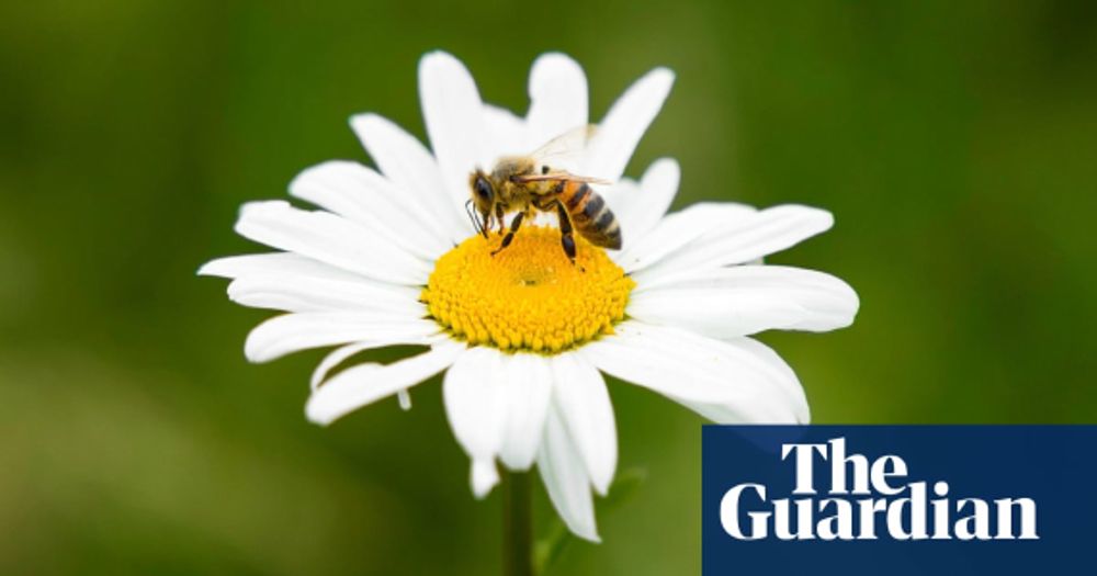 UK may approve bee-killing pesticide despite election promise to ban it