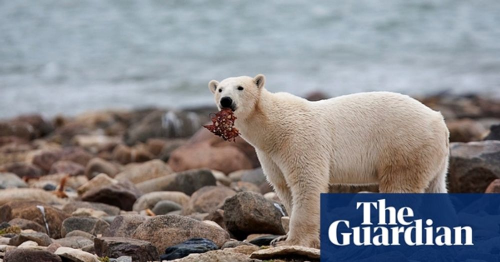 Polar bears risk starvation as they face longer ice-free periods in the Arctic