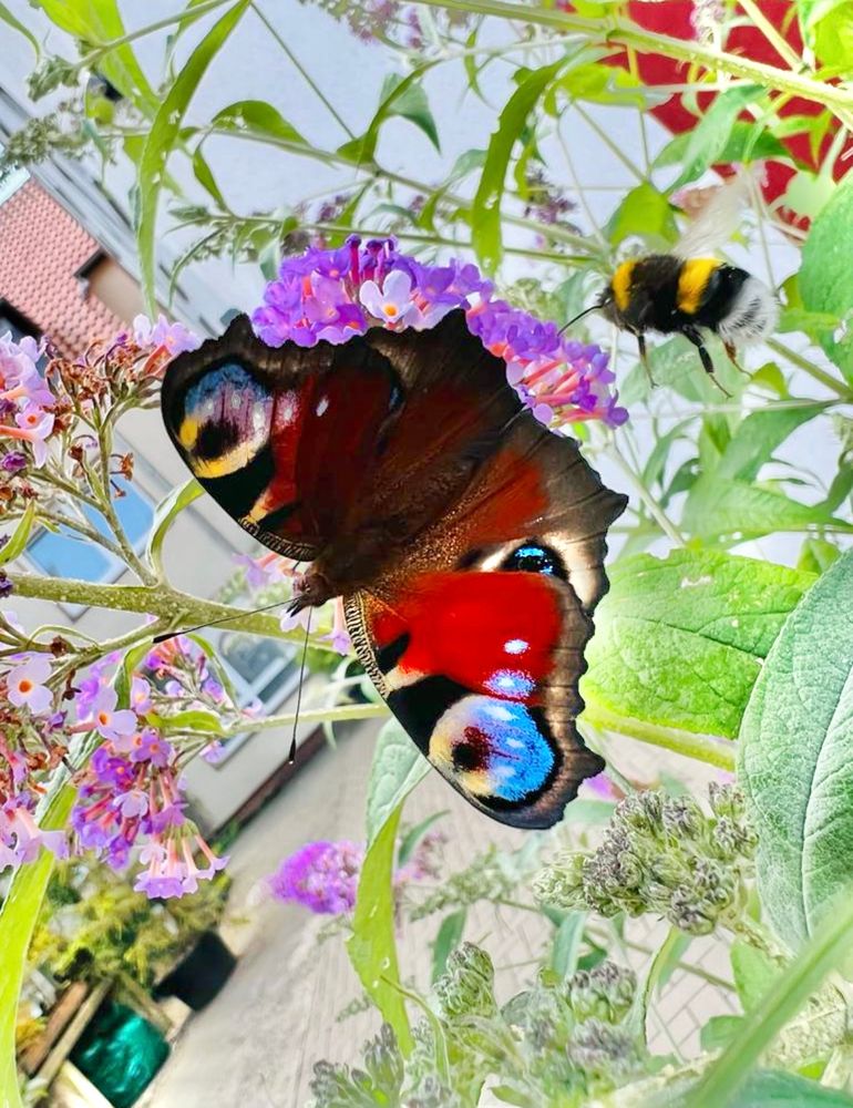 Wunderschön buntes Tagpfauenauge an grünen Stengeln und Blättern und lila Lungenkraut, direkt daneben im Flug… eine Hummel, die kam dazu
