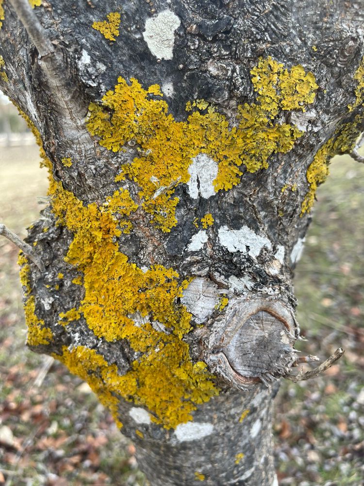 Tree trunk mottled with a gold coloured lichen 