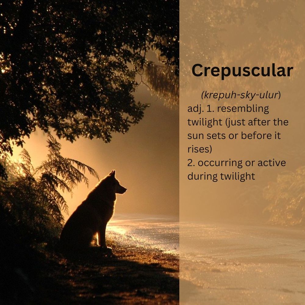 A dog or wolf is shown sitting on the side of a road beneath a large overhanging tree. The photo is backlit and looks like it was taken at dusk. Written on the right in a lightly transparent vertical band are the words: Crepuscular (krepuh-sky-ulur) adj. 1. resembling twilight (just after the sun sets or before it rises), 2. occurring or active during twilight.