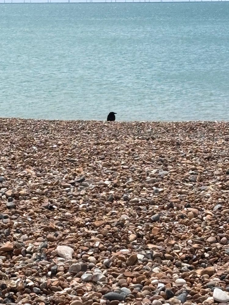 Photograph of the sea and a pebbled beach. Right in the middle, peering over the horizon is a small crow looking to the right 