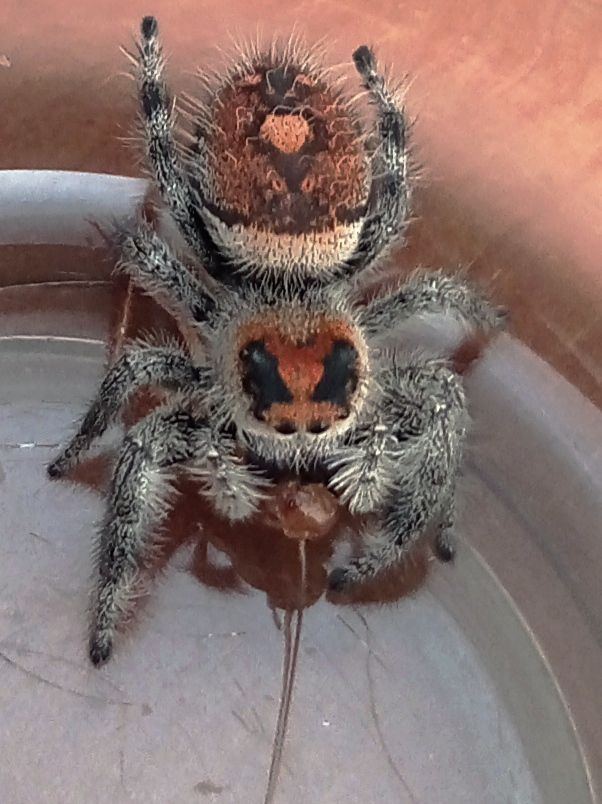 Picture of my jumping spider eating a cockroach.