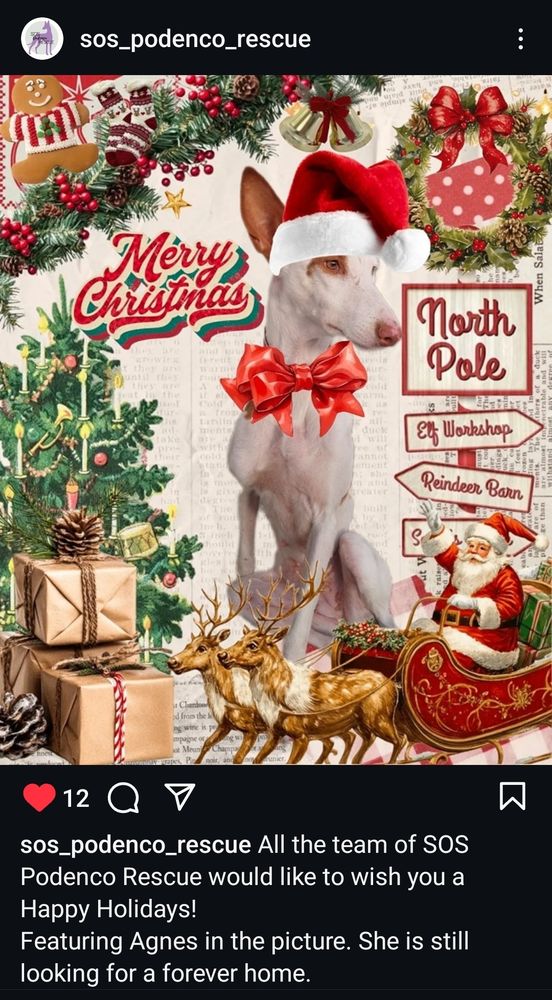 Im Bild Podenca Agnes in mitten von Weihnachtsutensilien. Auch sie sucht noch ein Zuhause. 
Darunter Text mit Weihnachtswünschen von allen Helfern bei Sospodencorescue.