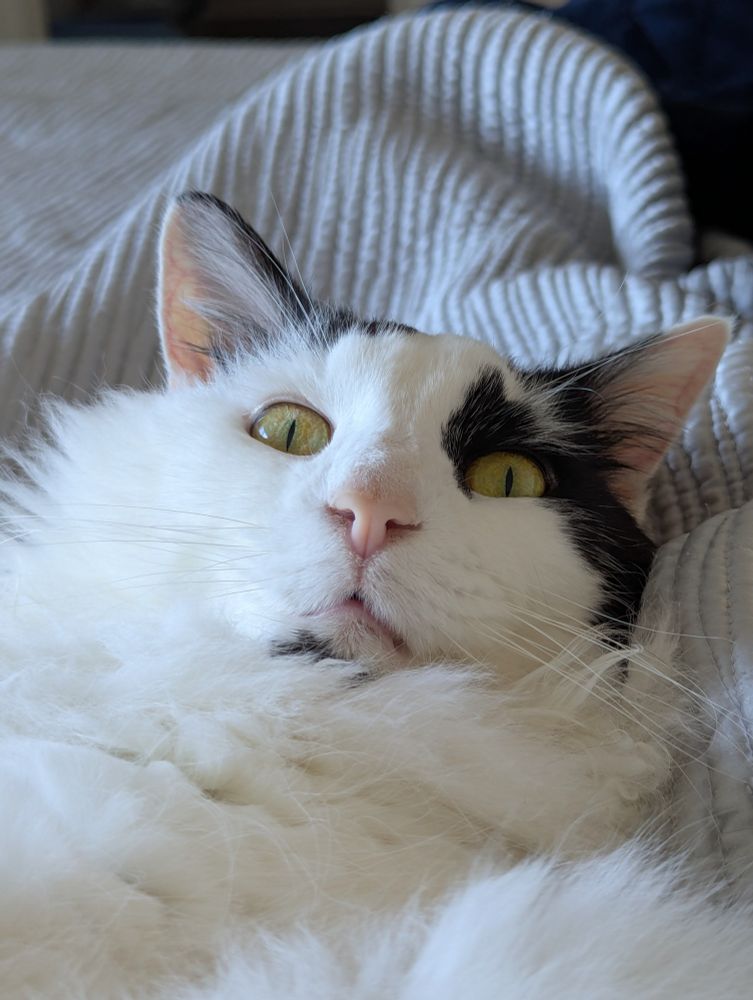 A close up of the cat's shocked face. 