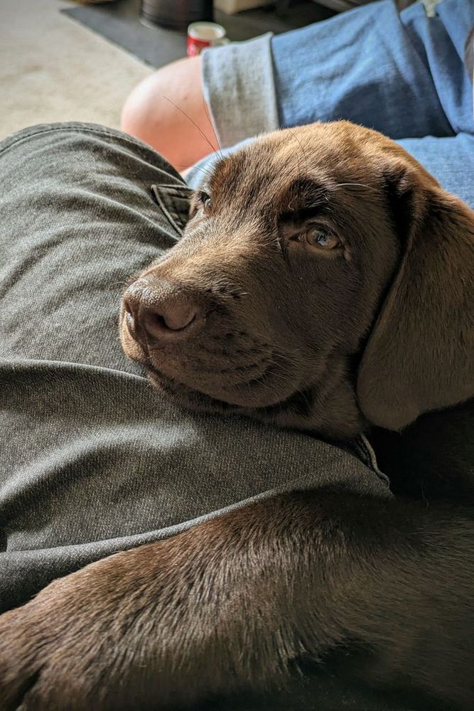 An 11-week-old chocolate Labrador puppy curled up on my lap.
