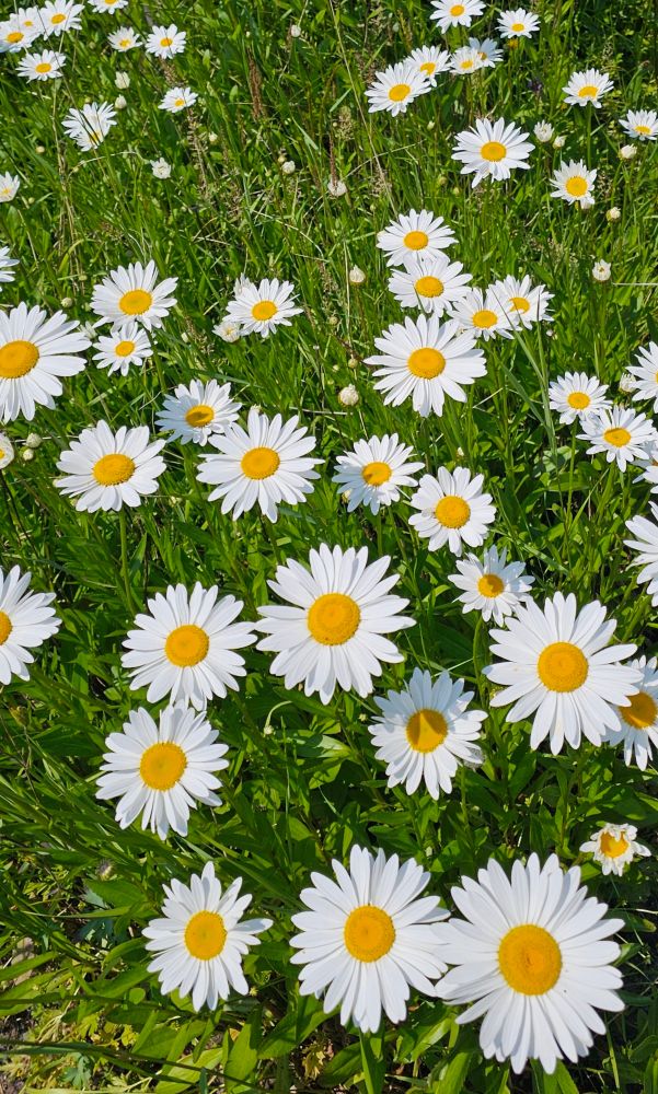 Daisies