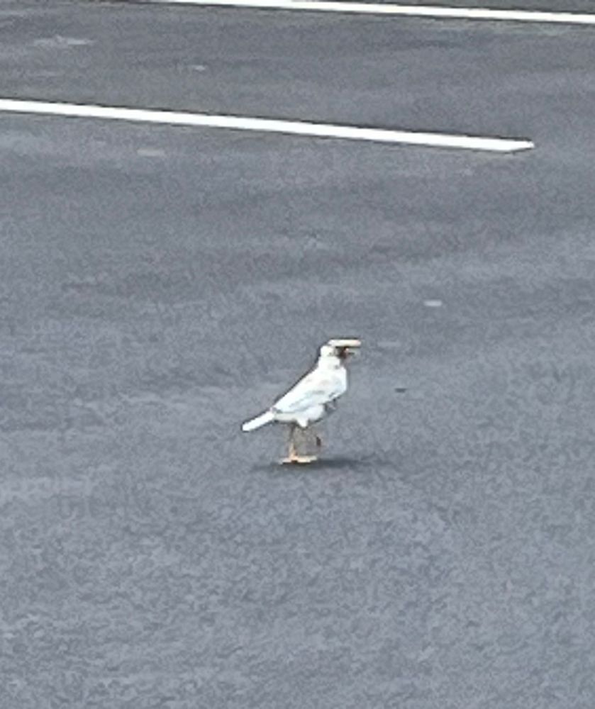 A blurry photo of a rare color variation of the common myna, white with a few brown feathers.
