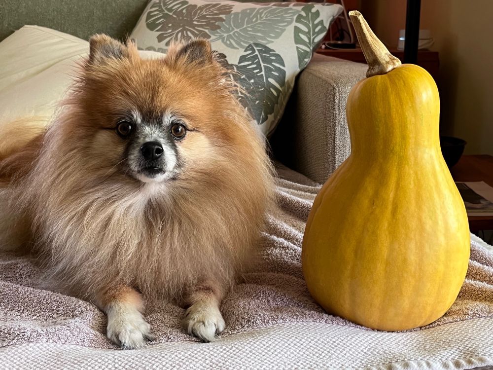 Xena Rose, a Pomeranian dog, posing next to a large Seminole squash.