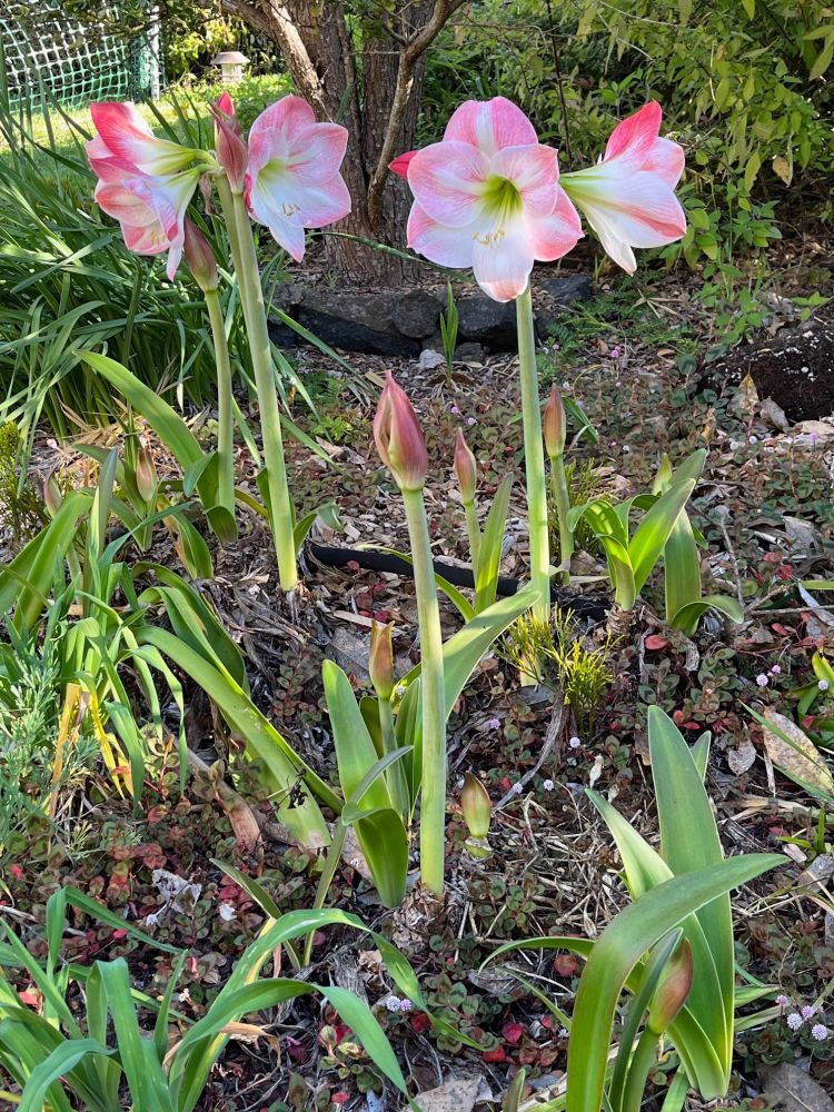 Hippeastrum blooming: Large pink and white flowers on tall stalks.