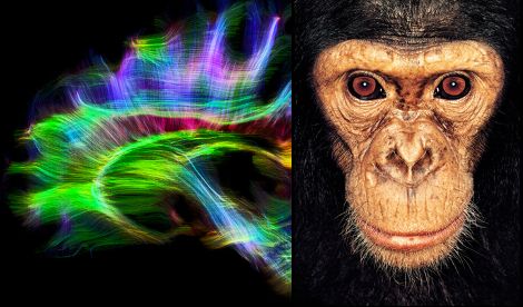 Portrait of the chimpanzee “Wazak” (©James Mollison) & Nerve fibres in the chimpanzee brain (©MPI CBS)
https://www.nature.com/articles/s41467-025-59254-8
