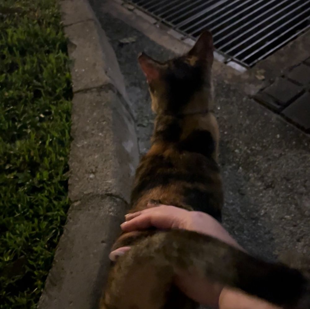 A person’s right hand seen giving scritches to a calico cat 
